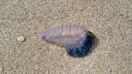 jellyfish on the beach