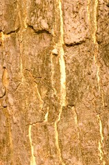 The bark pattern of the Trembesi tree or Samanea Saman is a tall tree species with a large trunk and strong roots. The bark of the Samanea saman tree taken close up as a background