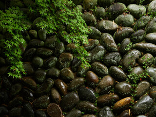 夏の雨の日のお寺の石垣の風景
