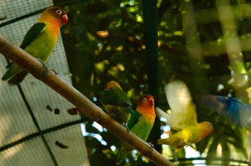 A group of lovebirds perched in front of their cage. They generally live in pairs and groups.