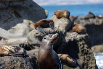 Sea lions off the coast of La Jolla