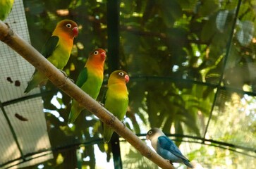 A group of lovebirds perched in front of their cage. They generally live in pairs and groups.