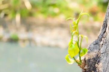 Newly grown shoots of Monoon longifolium tree, false ashoka also known by its synonym Polyalthia longifolia, is a species of small Asian tree in the family Annonaceae.