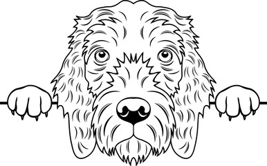 Peeking Pudelpointer