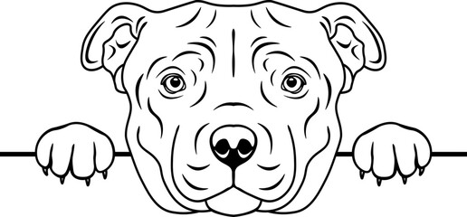 Peeking Staffordshire Bull Terrier