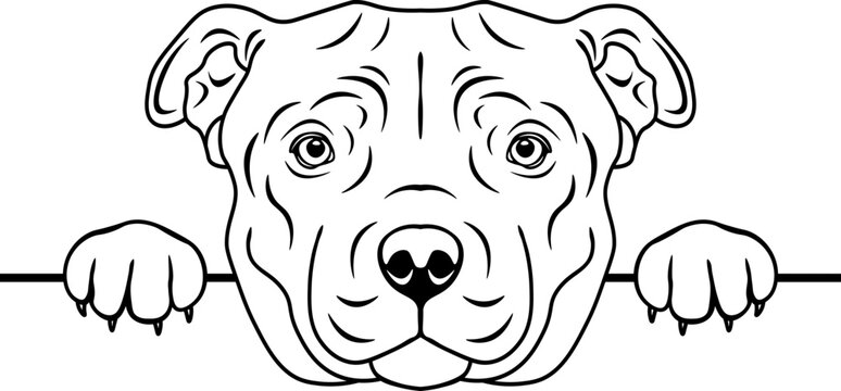 Peeking Staffordshire Bull Terrier