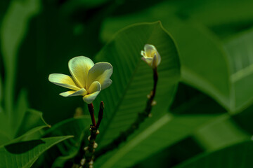 Photography view of white flowers and yellow stamens on green leafy background