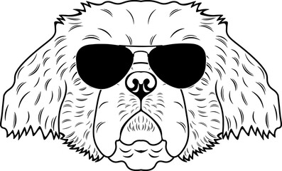 Obraz premium Pekingese In Sunglasses