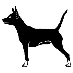 Pinscher