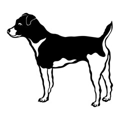 Plummer Terrier