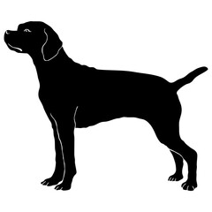 Portuguese Pointer