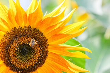 Naklejka premium sunflower close up