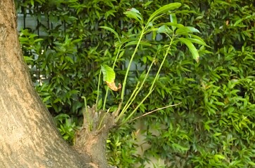 A tree shoot that grows from a cut tree branch.