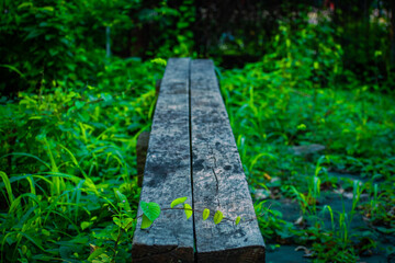 old bench at forest