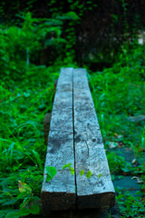 bench in the forest