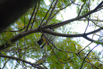 three birds on a branch