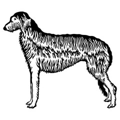 Scottish Deerhound