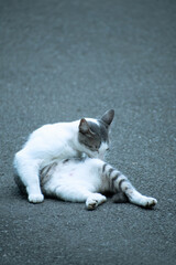 cat