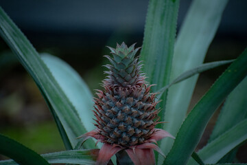 pineapple in the garden