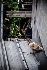 pigeon on the roof tiles