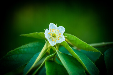 close up of a flower