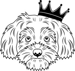 Shihpoo Wearing A Crown