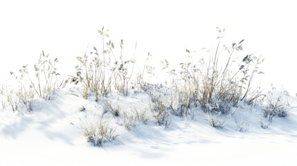 Dried plants grass bushes shrub and small plants in snow isolated on white background