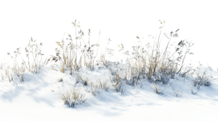 Dried plants grass bushes shrub and small plants in snow isolated on white background