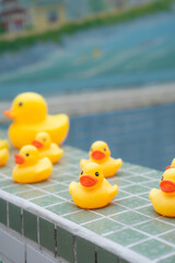 Duck(アヒル)
