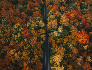 Aerial Birds Eye View of Road Through Colorful Forest Trees Autumn Scene in New England. November...