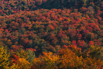 Stowe Vermont Mount Mansfield Colorful Fall Foliage Autumn Season Colors. Beautiful Wide View of Forest of Vibrant Orange, Red, Yellow Colors USA