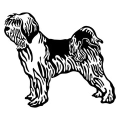 Tibetan Terrier