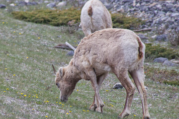 Bighorn Sheep eating Grass in the Spring