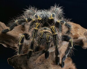 Grammostola Pulchripes tarantula (Chaco Golden Knee) on black background, Large Tarantula with yellow and black hair on log, 30 August 2024