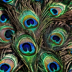 Obraz premium Vibrant Close-Up of Peacock Feathers with Eye Patterns 