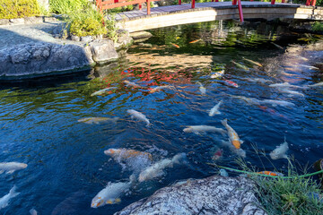Carp the Koi fish in the Japanese garden