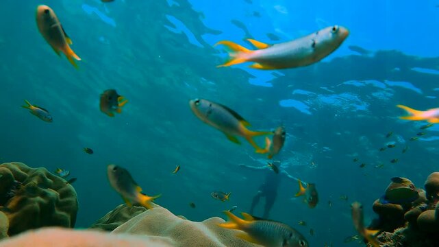 Beautiful corals, fish and underwater life of the Andaman Sea, underwater shooting off the coast of Racha Noi Island, a man films himself while scuba diving