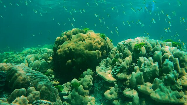 Beautiful corals, fish and underwater life of the Andaman Sea, underwater filming off the coast of Racha Noi Island