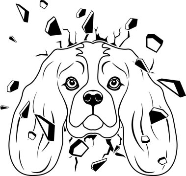 Wall Smashing Cavalier King Charles Spaniel