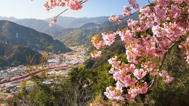 【静岡県・河津町】春の河津城跡公園、桜舞う展望台の風景　パンレフト　
The spring scenery seen from the observation deck of Kawazu Town, where cherry blossoms dance. - Shizuoka, Japan - pan left