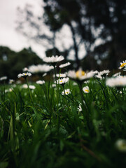 Daisies in the garden
