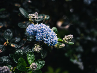 Spring flowers in the garden