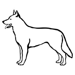 Obraz premium White Swiss Shepherd