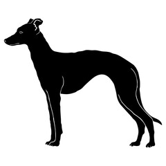 Obraz premium Whippet