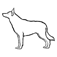 White Swiss Shepherd