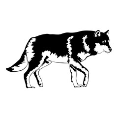 Wolf