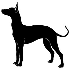 Xoloitzcuintli