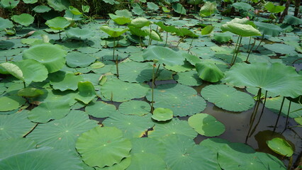 green water lily