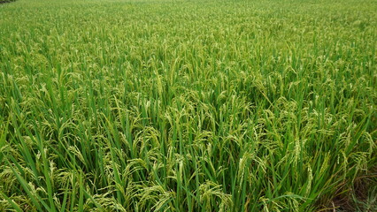 green rice field