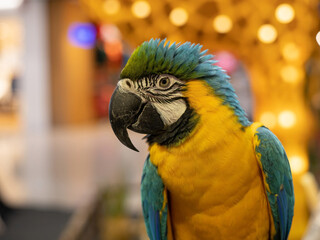 Yellow-green parrot focus on eyes, copy space blank